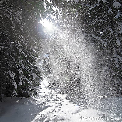 Sunbeams lighten falling snow Stock Photo