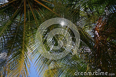 Sunbeams peak through palm trees on Caribbean beach Stock Photo