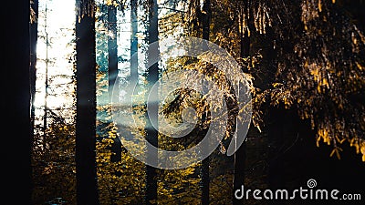 Sunbeams pour through trees in forest, light rays Stock Photo