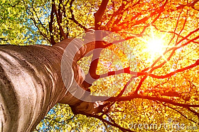 Sunbeams shine through the treetop Stock Photo