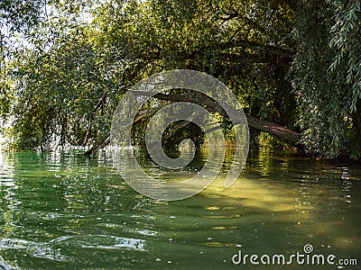 Sunbeams shine under tree branches, Stock Photo