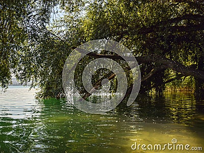 Sunbeams shine under tree branches, Stock Photo