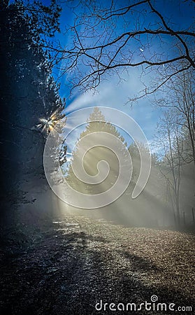 Sunbeams shining through pine branches on a misty winter day in the woods. Stock Photo