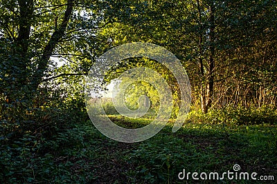 Sunbeams shining through the tree`s. The sun`s rays lights through the forest on lake coast in the morning Stock Photo