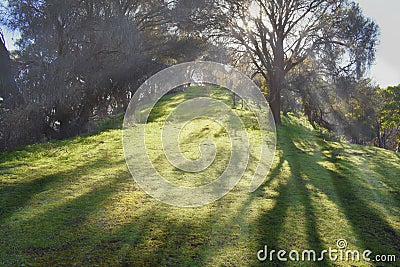 Sunbeams shining through trees on a grassy hill Stock Photo