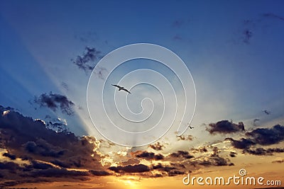 Sun rays through clouds with seagull flying in romantic sunset sky Stock Photo