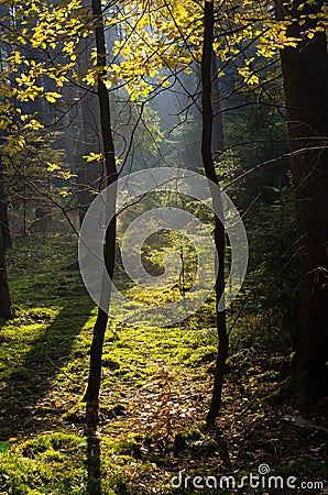 Sunbeams in the woods Stock Photo