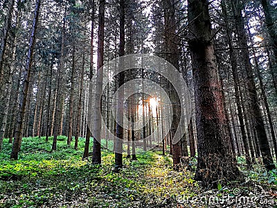 Sunbeams in the woods in Germany Stock Photo