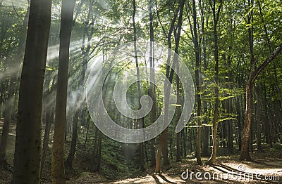 Sunbeams in woods. Sun rays Stock Photo