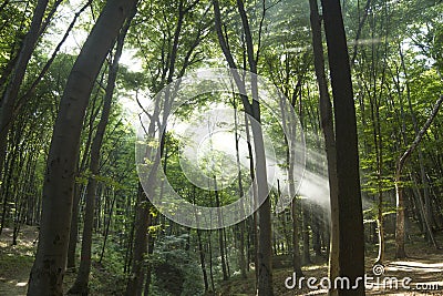 Sunbeams in woods. Sun rays Stock Photo