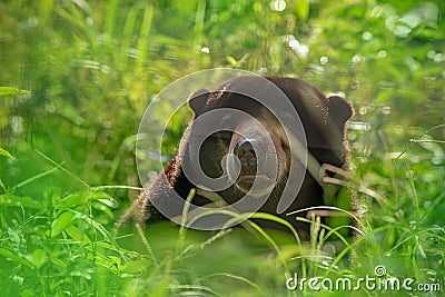 Sunbear his typical enviroment - tropical forest in Indonesia - on Borneo island Stock Photo