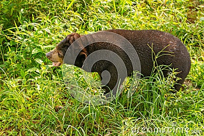 Sunbear his typical enviroment - tropical forest in Indonesia - on Borneo island Stock Photo