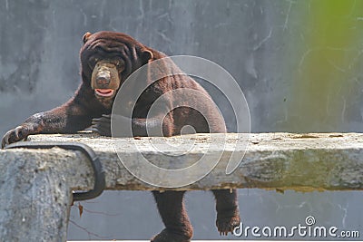 a sunbear playing around in the park Stock Photo