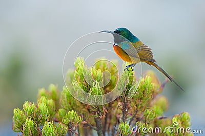 Sunbird feeding on Table Mountain South Africa Stock Photo