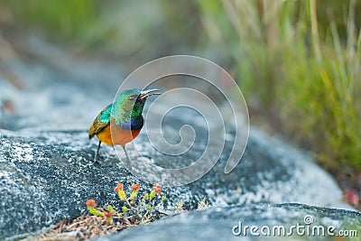 Sunbird feeding on Table Mountain South Africa Stock Photo