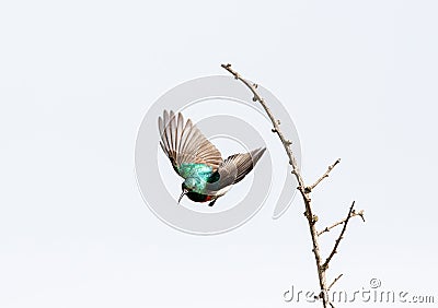 Sunbird flying from twig Stock Photo