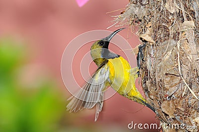 Sunbird At The Nest Stock Photo