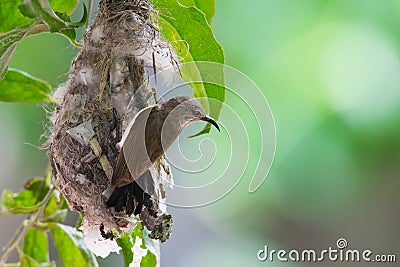 Sunbird in a nest Stock Photo