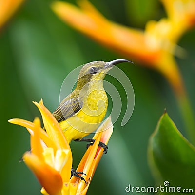 Sunbird Perched on Heliconia Stock Photo