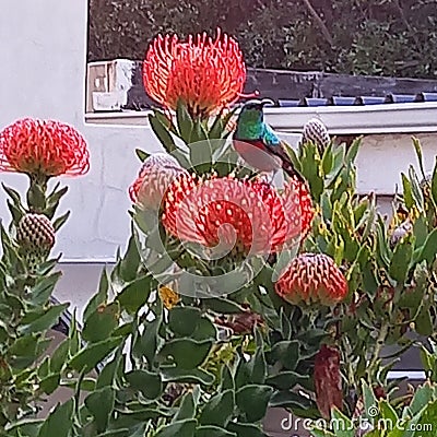 Sunbird on Pincushion Stock Photo