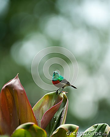 Sunbird, Uganda Stock Photo