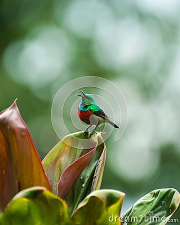 Sunbird, Uganda Stock Photo