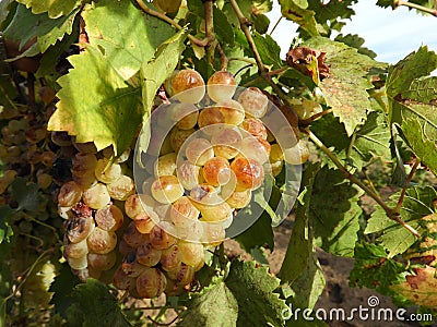 Sunburn on the white grapes. Stock Photo