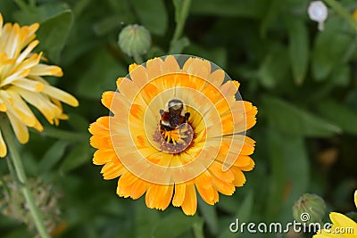 Sunburst Flower and Bee Stock Photo