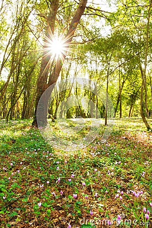 Sunburst forest Stock Photo