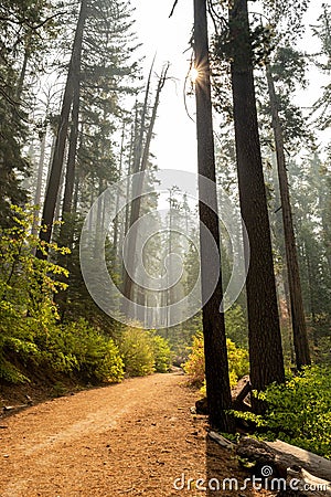 Sunburst Over Smoky Tuolumne Grove Road Stock Photo