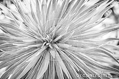 Monochrome sunburst flower close up Stock Photo