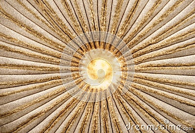 Sunburst pattern in the upper surface of a small mushroom cap Stock Photo