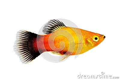 Sunburst platy male Xiphophorus maculatus tropical aquarium fish Stock Photo