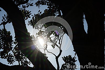 Sunburst shining through branches of tree in silhouette at sunset Stock Photo