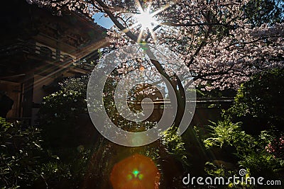 Sunburst sines through cherry blossoms with a sun flare at the bottom and japanese architecture on the left Stock Photo