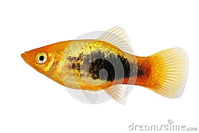 Sunburst tuxedo platy male Xiphophorus variatus tropical aquarium fish Stock Photo