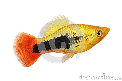 Sunburst tuxedo platy male Xiphophorus variatus tropical aquarium fish Stock Photo
