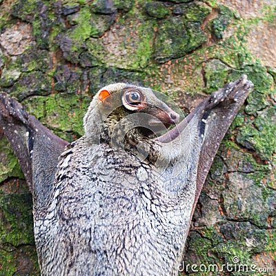 Sunda Flying Lemur Stock Photo