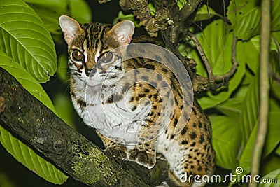 Sunda leopard cat Prionailurus javanensis in the Borneo jungle of Kinabatangan River in Sabah, Malaysia. Stock Photo