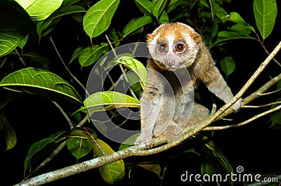 Sunda loris nycticebus coucang Stock Photo