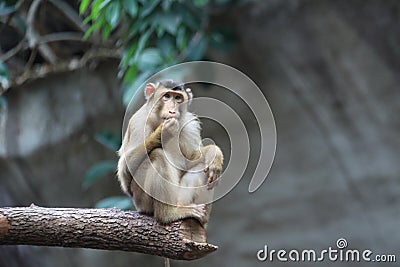 Sunda pig-tailed macaque Stock Photo