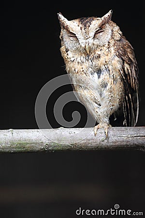 Sunda scops owl Stock Photo