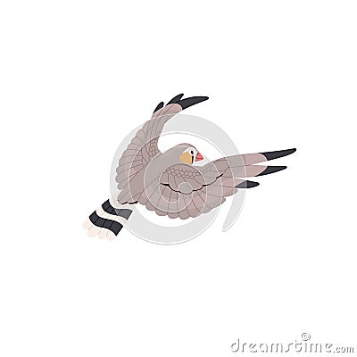 Sunda zebra finch flying in sky. Exotic wild bird spread wings, floating in air. Australian animal with striped tail Vector Illustration