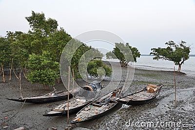 Sundarban Stock Photo