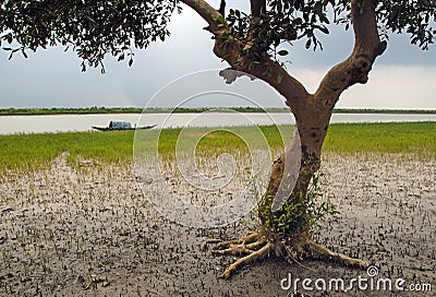 Sundarban in India Stock Photo