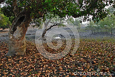 Sundarban in India Stock Photo