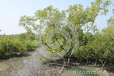 Sundarban Of India Stock Photo