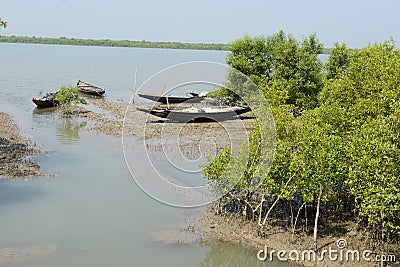 Sundarban River Stock Photo