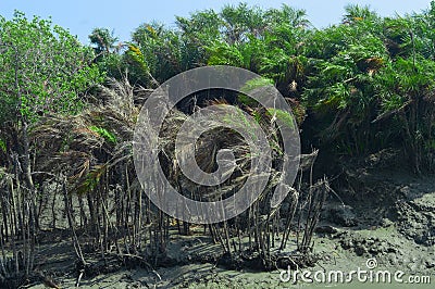 Sundarban trees . wiew from boat Stock Photo