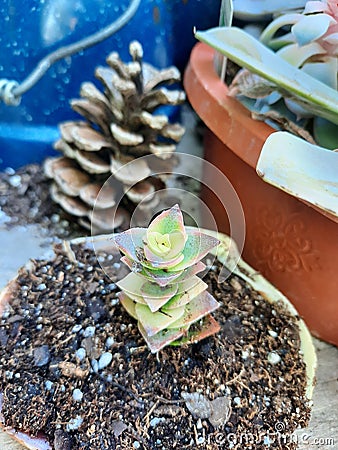 Sunday night country living succulents Stock Photo